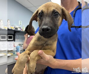 Mutt Dogs for adoption in Washington, DC, USA