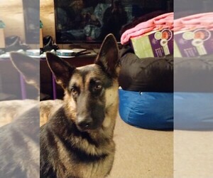 Mother of the German Shepherd Dog puppies born on 12/02/2022