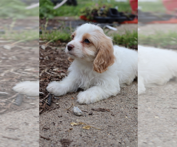 Medium Photo #6 Cavapoo Puppy For Sale in WEST SALEM, OH, USA