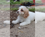 Small #5 Cavapoo