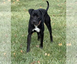Bulldog-Labrador Retriever Mix Dogs for adoption in Tarrytown, GA, USA