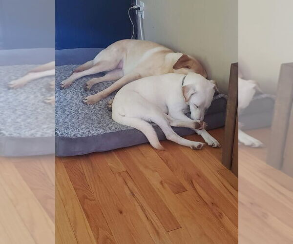 Medium Photo #3 Labrador Retriever-Unknown Mix Puppy For Sale in New York, NY, USA