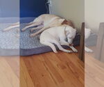 Small #2 Labrador Retriever Mix