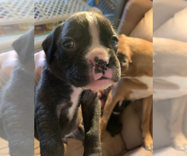 Medium Photo #5 Boxer Puppy For Sale in MECHANICS GROVE, PA, USA