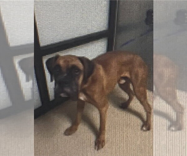 Medium Photo #4 Boxer Puppy For Sale in Austin, TX, USA