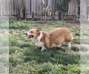 Mother of the Pembroke Welsh Corgi puppies born on 04/19/2022