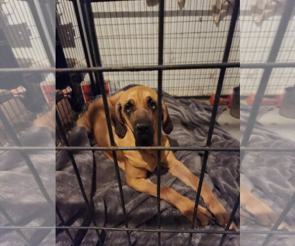 Medium Photo #6 Brazilian Mastiff Puppy For Sale in Jasper, AL, USA