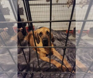 Taarna - Female Brazilian Mastiff Dog for Adoption - Photo #6