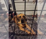 Small Photo #6 Brazilian Mastiff Puppy For Sale in Jasper, AL, USA