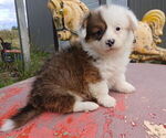 Image preview for Ad Listing. Nickname: Fluffies