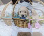 Small Photo #7 Golden Retriever Puppy For Sale in MODESTO, CA, USA
