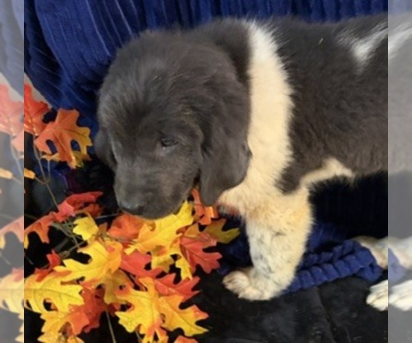 Medium Photo #49 Newfoundland Puppy For Sale in AURORA, IN, USA