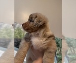Puppy Diego Australian Shepherd