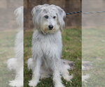 Small #1 Poodle (Standard)-Siberian Husky Mix