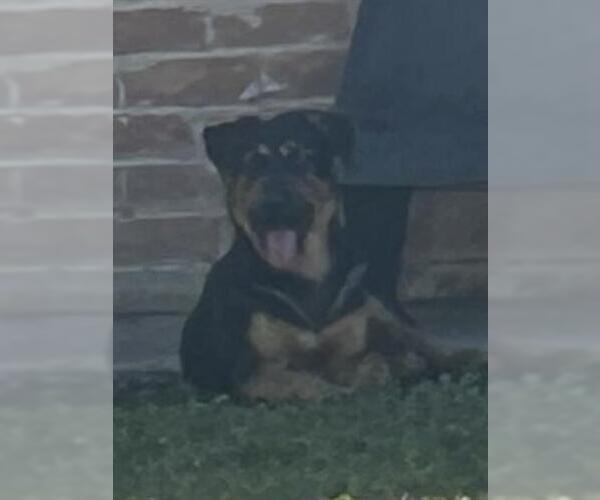 Medium Photo #1 German Shepherd Dog-Unknown Mix Puppy For Sale in Houston, TX, USA