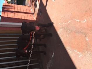 Presa Canario-Unknown Mix Dogs for adoption in MIAMI, FL, USA