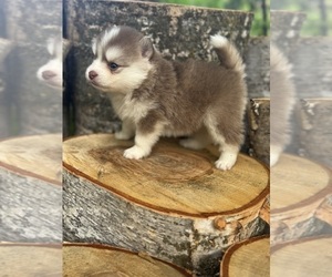 Pomsky Puppy for sale in STAPLES, MN, USA