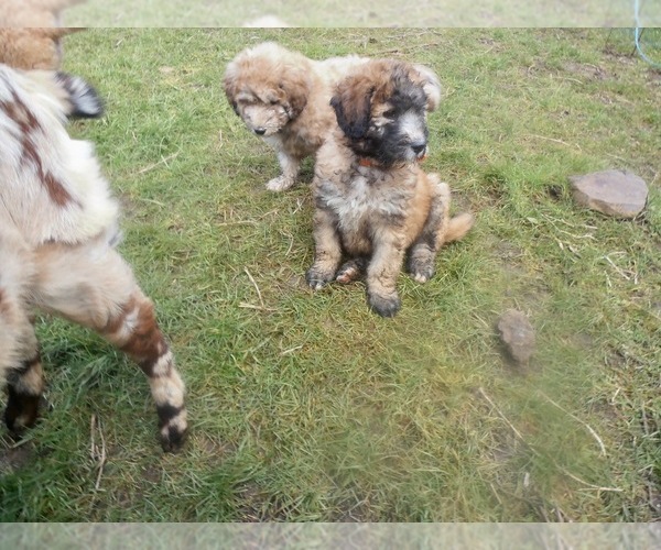 Medium Photo #1 Bernese Mountain Dog Puppy For Sale in TILLER, OR, USA