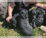 Small Photo #4 Goldendoodle-Poodle (Standard) Mix Puppy For Sale in URBANA, OH, USA