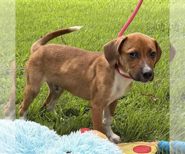Medium Photo #3 Labbe Puppy For Sale in Yardley, PA, USA