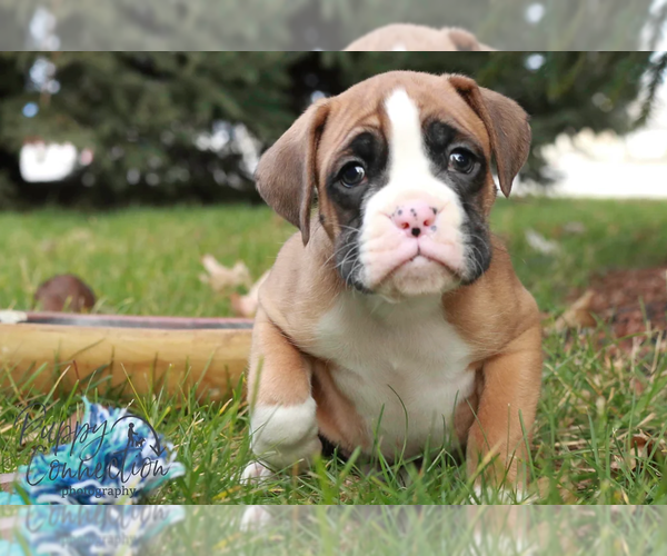 Medium Photo #6 Boxer Puppy For Sale in SHIPSHEWANA, IN, USA