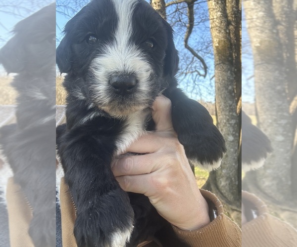 Medium Photo #1 Sheepadoodle Puppy For Sale in OOLTEWAH, TN, USA
