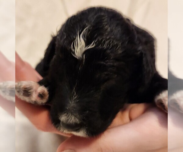 Medium Photo #1 F2 Aussiedoodle Puppy For Sale in COLUMBIA, TN, USA
