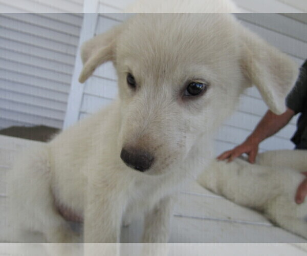 Medium Photo #6 Great Pyrenees Puppy For Sale in KALAMAZOO, MI, USA