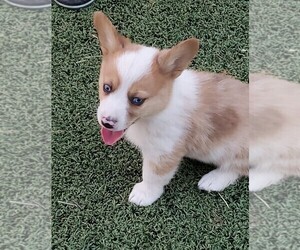 Aussie-Corgi Puppy for sale in BRIGGSDALE, CO, USA