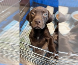 German Shorthaired Pointer Puppy for sale in CARVER, MA, USA