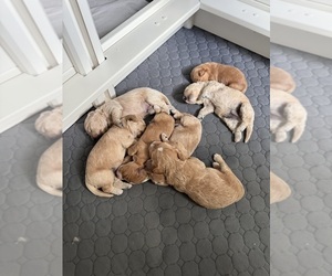 Golden Retriever-Poodle (Toy) Mix Litter for sale in JACKSONVILLE, FL, USA
