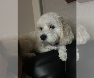 Mother of the Cavachon puppies born on 07/03/2026