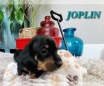 Small Photo #9 Dachshund Puppy For Sale in THORNTON, CO, USA