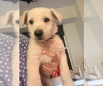 Small Labrador Retriever Mix