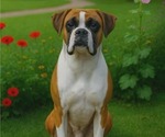 Small Photo #1 Boxer Puppy For Sale in TROUPSBURG, NY, USA