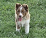Puppy Bailey Miniature Australian Shepherd