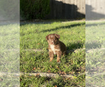 Small Photo #14 Australian Shepherd Puppy For Sale in VACAVILLE, CA, USA