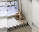 Small Labrador Retriever Mix