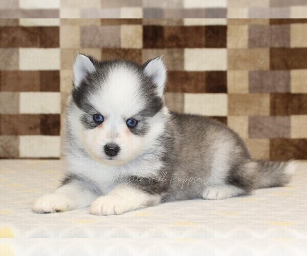 Medium Photo #2 Pomsky Puppy For Sale in DENVER, PA, USA