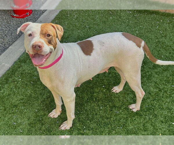 Medium Photo #2 Mutt Puppy For Sale in Moreno Valley, CA, USA