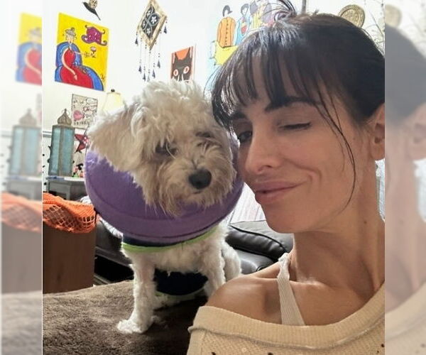 Medium Photo #3 Poodle (Miniature) Puppy For Sale in Lakewood, CO, USA