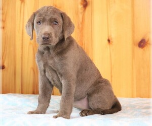 Labrador Retriever Puppy for sale in FREDERICKSBG, OH, USA