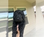 Puppy Gumbo Goldendoodle