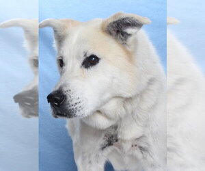 *BRUCE - Male Siberian Husky-Unknown Mix Dog for Adoption - Photo #3