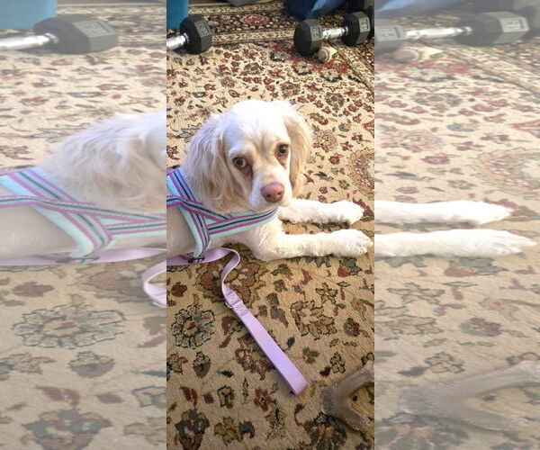 Medium Photo #3 Cocker Spaniel-Unknown Mix Puppy For Sale in Bedford, VA, USA