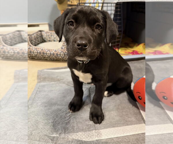 Medium Photo #3 German Shepherd Dog-Weimaraner Mix Puppy For Sale in Princeton, MN, USA