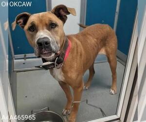 Mutt Dogs for adoption in Oklahoma City, OK, USA