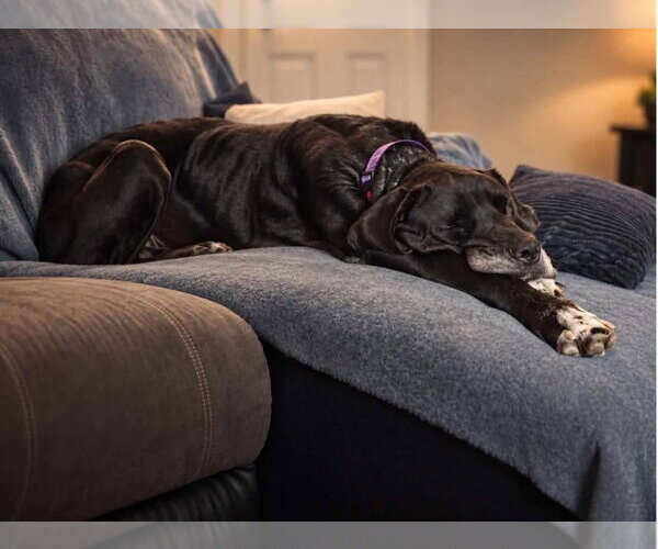 Medium Photo #4 Great Dane Puppy For Sale in Bullard, TX, USA