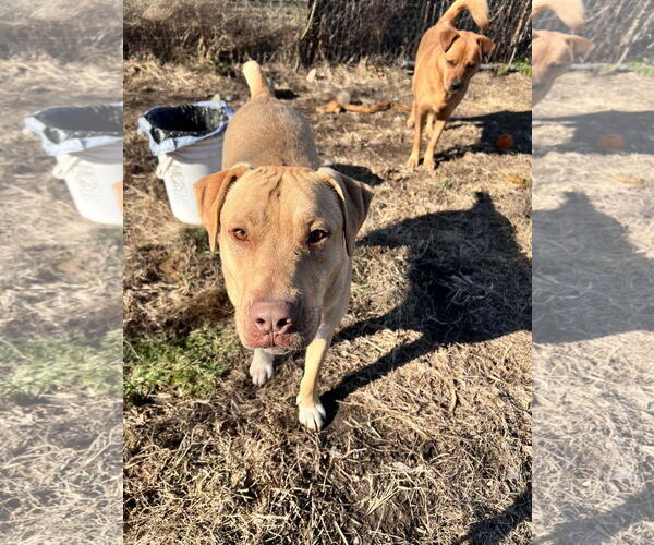 Medium Photo #9 Boxador Puppy For Sale in Tracy City, TN, USA