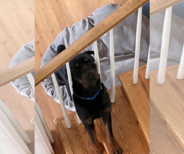 Medium Photo #10 Rottweiler Puppy For Sale in Hillsboro, NH, USA